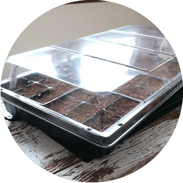 Clear plastic dome lid for seed starting tray.